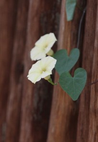 Wild Petunia Ipomoea obscura obscura