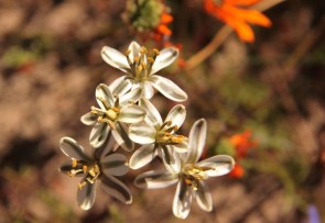 Ornithogalum polyphyllum /Hyacinth family