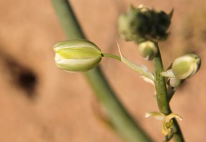 Albuca cooperi/Hyacinth family?