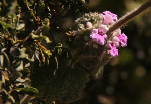 Cat Herb, Cape Horehound