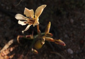 Painted Petals, Kabong