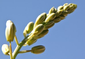 Albuca cooperi/Hyacinth family