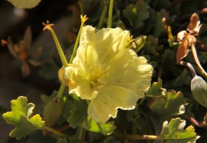 Monsonia or Sarcocaulon group