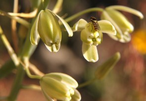 African Honey Bee + Albuca cooperi/Hyacinth 