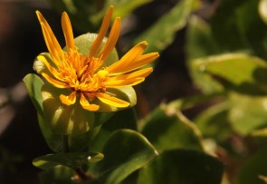 Thorny Salad Bush Didelta spinosa????