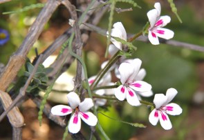 Pelargonium pulchellum