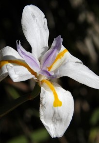 Iris