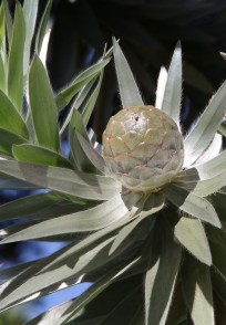 Dune Conebush, Dune Yellowbush