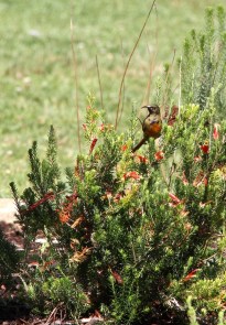 Orange-breasted Sunbird/Souimanga orangé