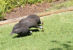 Helmeted Guineafowl/Pintade de Numibie
