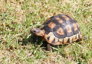 Angulate Tortoise