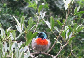 Greater Double-collared Sunbird???