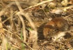 Campagnol roussâtre/Bank Vole