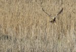 Busard des roseaux/Western Marsh Harrier