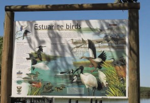 Estuarine birds