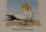 mutual preening 