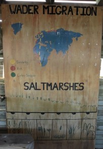 migration des échassiers