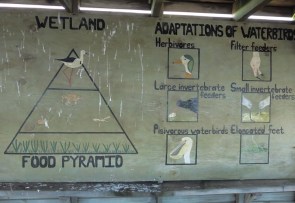 adaptation des oiseaux d'eau