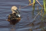 Cape Shoveler/Canard de Smith
