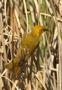 Cape Weaver/Tisserin du Cap mâle
