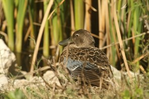 Cape Shoveler/Canard de smith