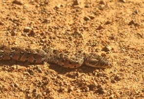 Puff Adder/Vipère heurtante