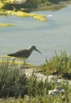 Curlew Sandpiper/Bécasseau corcoli