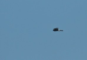 Black Harrier/Busard Maure