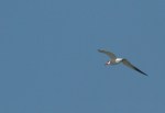 Caspian Tern/Sterne caspienne