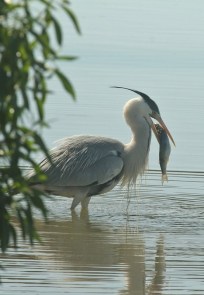 Grey Heron/Héron cendré