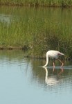 Greater Flamingo/Flamant rose