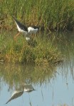 Black-winged Stilt/Echasse blanche