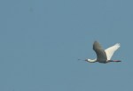 African Spoonbill/Spatule africaine