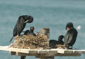 Cape Cormorant/Cormoran du Cap