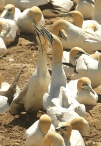 Cape Ganet/Fou du Cap