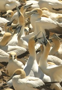 Cape Ganet/Fou du Cap