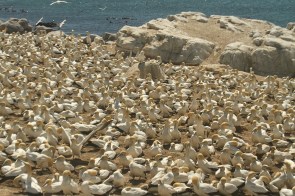 Cape Ganet/Fou du Cap