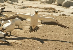 Cape Ganet/Fou du Cap
