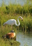 Greater Flamingo/Flamant rose+Egyptien Goose/Ouette d'Egypte
