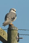 Black-shouldered Kite/Elanion blanc