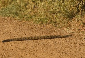 Puff Adder/Vipère heurtante