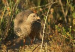 Cape Francolin/Francolin criard