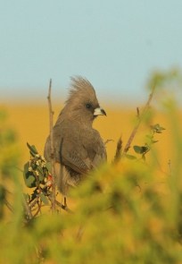 Speckled Mousebird/Coliou rayé