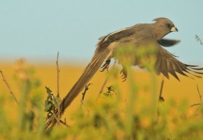 Speckled Mousebird/Coliou rayé