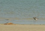 Grey Plover/Pluvier argenté