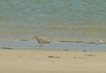 Common Whimbrel/Courlis corlieu