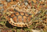 Angulate Tortoise