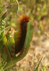 Mountain White Spot - chenille