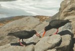 African Black Oystercatcher/Huîtrier de Moquin