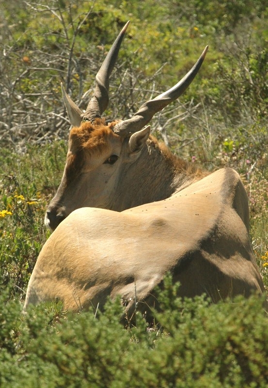 Eland du Cap
